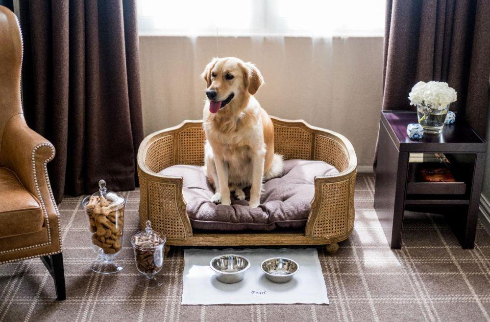 5 Rekomendasi Villa Pet Friendly di Bandung, Ajak Anabul, yuk!
