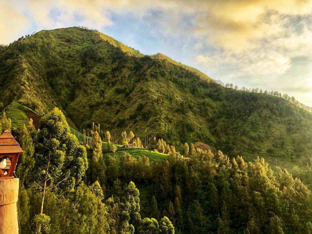Bawangan Bromo (instagram.com/bawanganbromo)