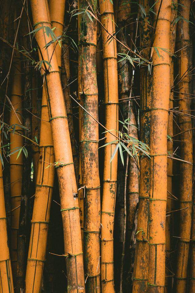 ilustrasi bambu kuning (unsplash.com/Jakob Owens)