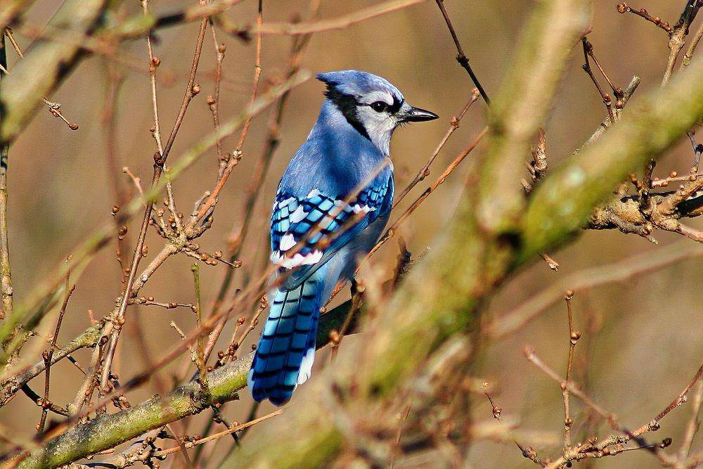 seekor blue jay di tengah lebatnya ranting pohon (pixabay.com/daledbet-14607822)