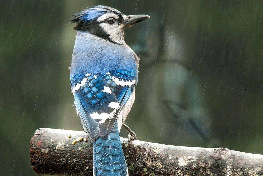 Seekor burung blue jay bertengger di dahan pohon. (commons.wikimedia.org/IzzyMPhotography)