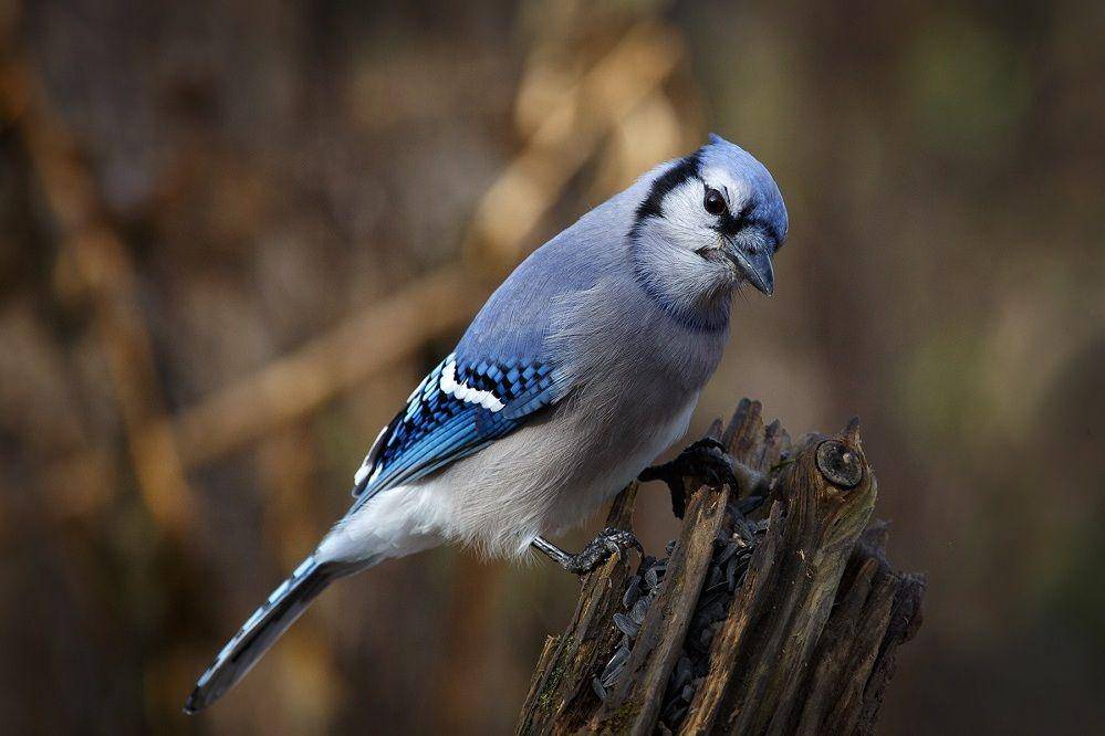 Seekor burung blue jay bertengger di dahan pohon. (commons.wikimedia.org/Vkulikov)