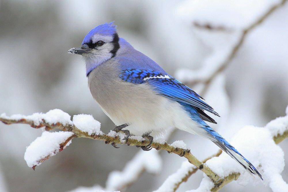 Seekor burung blue jay bertengger di dahan pohon. (commons.wikimedia.org/Mdf)