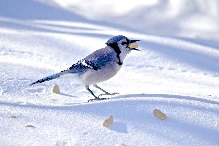 Seekor burung blue jay menelan biji-bijian. (commons.wikimedia.org/Denis Simoneau)
