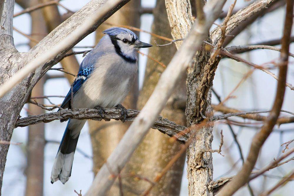 Seekor burung blue jay beristirahat di dahan pohon. (commons.wikimedia.org/Enoch Leung)