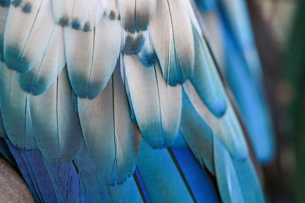 tampak dekat bulu blue jay (unsplash.com/sonianadales)
