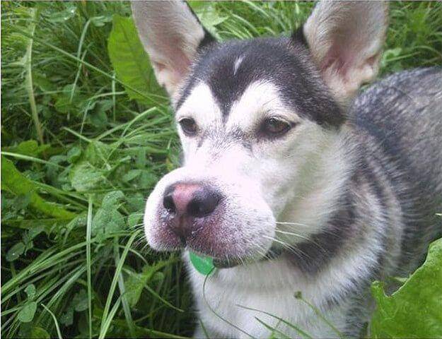 Potret Wajah Anjing Disengat Lebah (imgur.com)