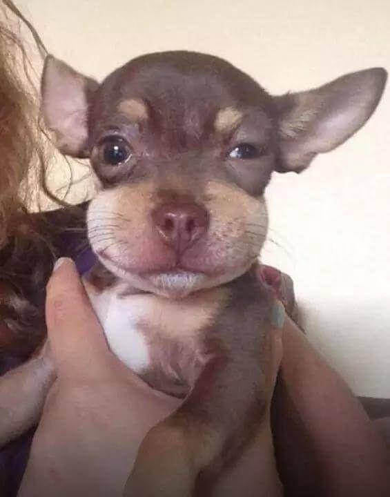 Potret Wajah Anjing Disengat Lebah (imgur.com)