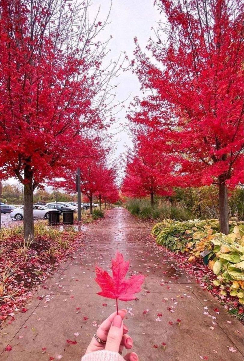 pesona Ontario pada musim gugur (instagram.com/jobs_in_canada___toronto)