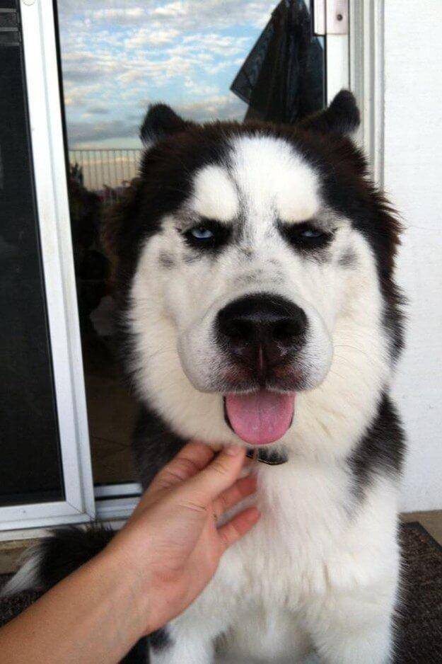 Potret Wajah Anjing Disengat Lebah (imgur.com)