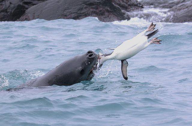 ilustrasi leopard seal memburu penguin (flickr.com/Gregory Smith)