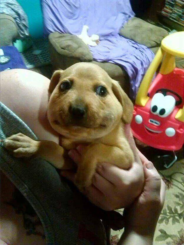 Potret Wajah Anjing Disengat Lebah (imgur.com)