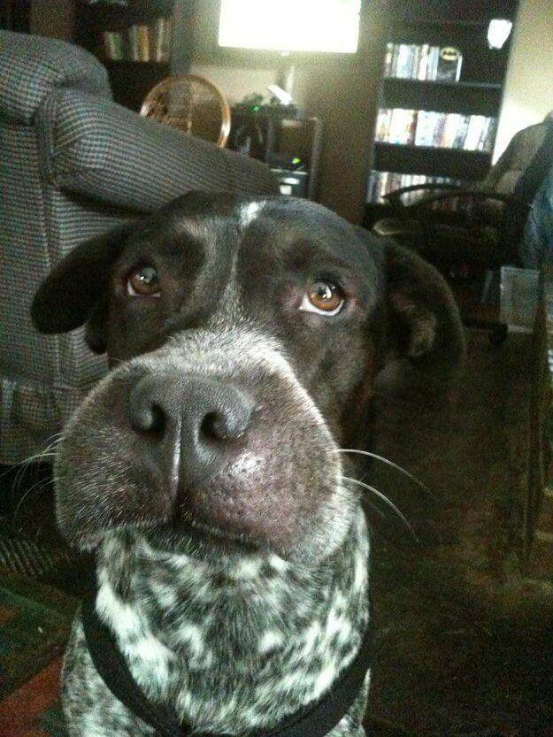 Potret Wajah Anjing Disengat Lebah (imgur.com)
