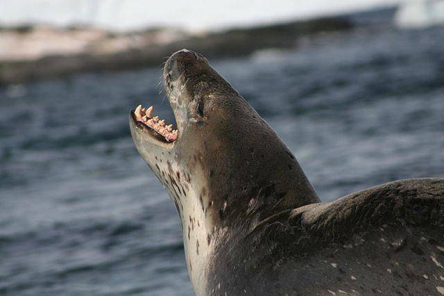 ilustrasi leopard seal (commons.wikimedia.org/cyfer13)
