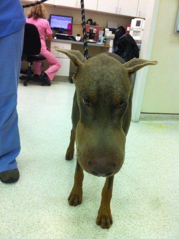 Potret Wajah Anjing Disengat Lebah (imgur.com)