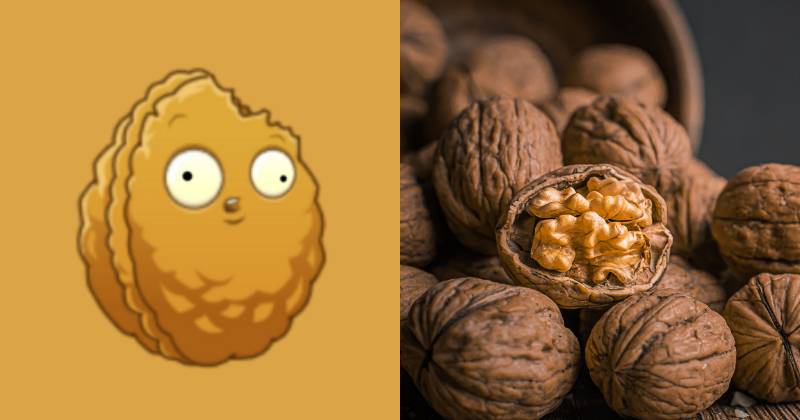 karakter Wall-nut dan ilustrasi kacang walnut (dok. PopCap Games/Plants vs. Zombies 2 | unsplash.com/Pranjall Kumar)