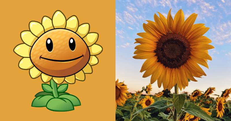 karakter Sunflower dan ilustrasi bunga matahari (dok. PopCap Games/Plants vs. Zombies 2 | unsplash.com/Aaron Burden)