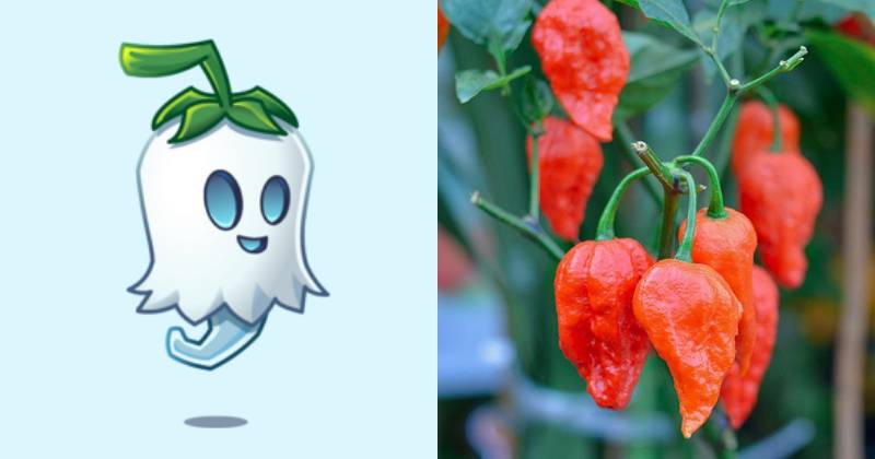 karakter Ghost Pepper dan ilustrasi cabai ghost pepper (dok. PopCap Games/Plants vs. Zombies 2 | pepperjoe.com)