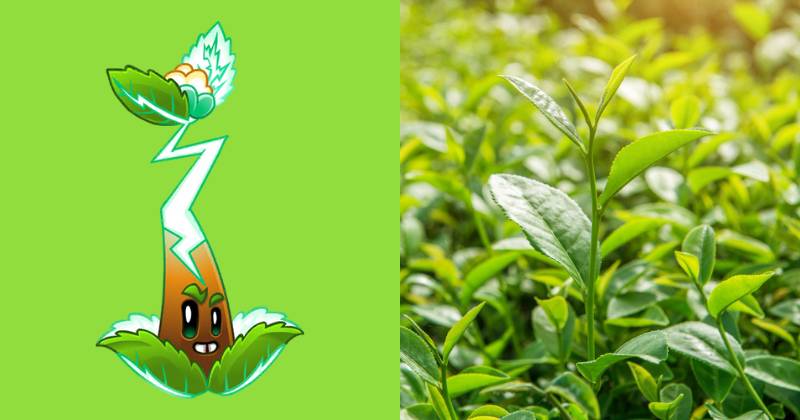 karakter Electrici-tea dan ilustrasi pohon teh (dok. PopCap Games/Plants vs. Zombies 2 | freepik.com/tawatchai07)
