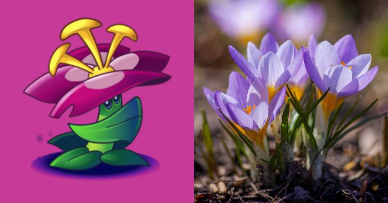 karakter Grimrose dan ilustrasi bunga primrose (dok. PopCap Games/Plants vs. Zombies 2 | unsplash.com/Yoksel Zok)