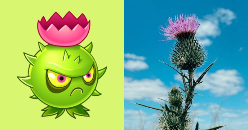 karakter Homing Thistle dan ilustrasi bunga thistle (dok. PopCap Games/Plants vs. Zombies 2 | unsplash.com/María Burgueño)
