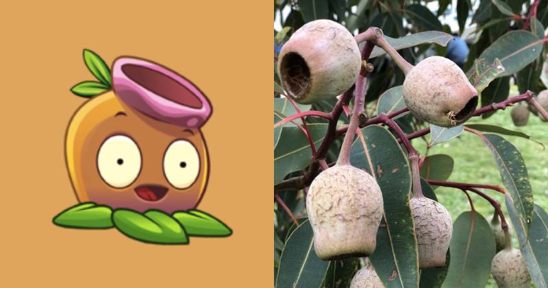 karakter Gum Nut dan ilustrasi gumnut (dok. PopCap Games/Plants vs. Zombies 2 | joebananas.com.au)
