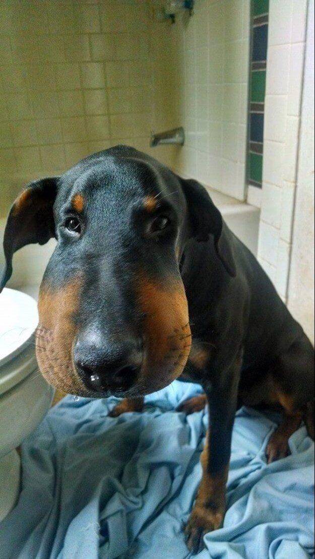 Potret Wajah Anjing Disengat Lebah (imgur.com/Jmunnny)