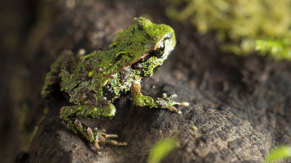 katak archey (aucklandzoo.co.nz)
