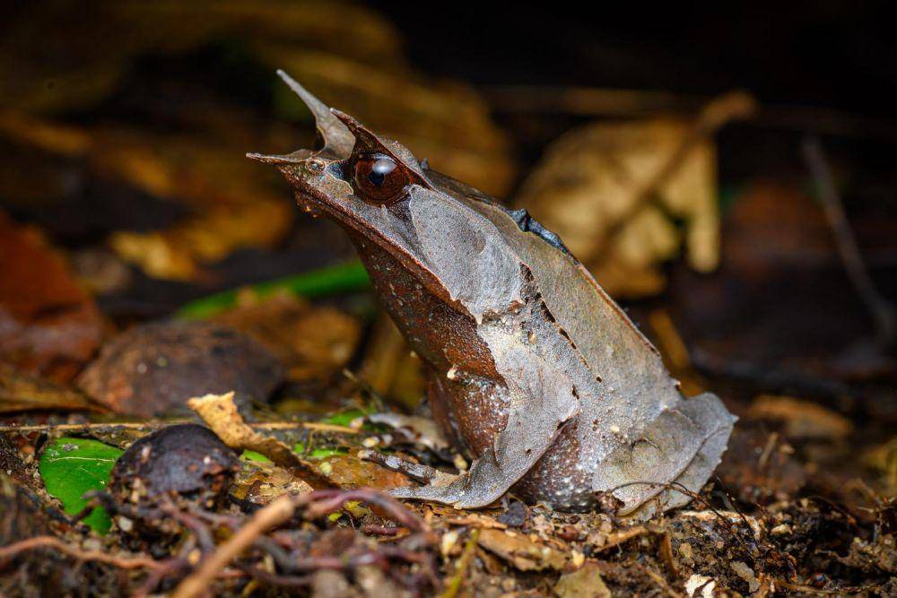 katak tanduk hidung panjang (thainationalparks.com)