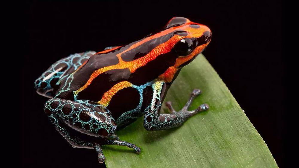 katak racun iblis (shutterstock.com/Dirk Ercken via citizen-conservation.org)