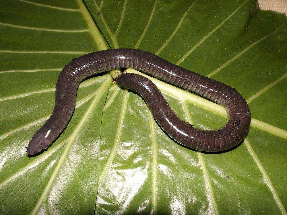 gymnopis multiplicata (greepx.com)