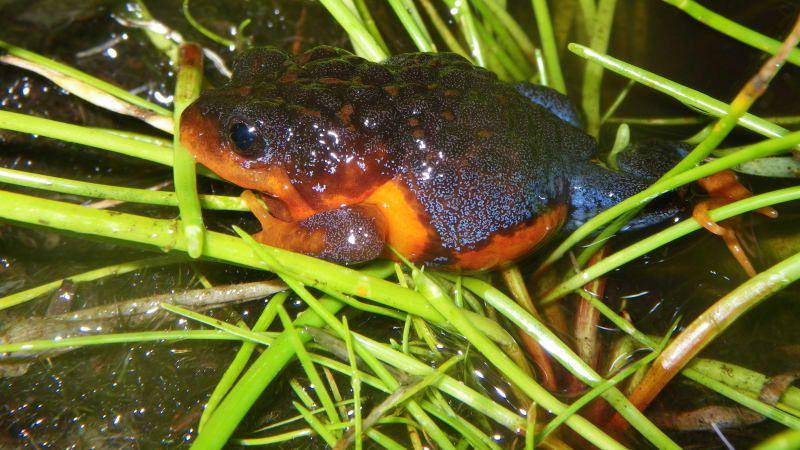 katak matahari terbenam (frogid.net.au/Adam Parsons)