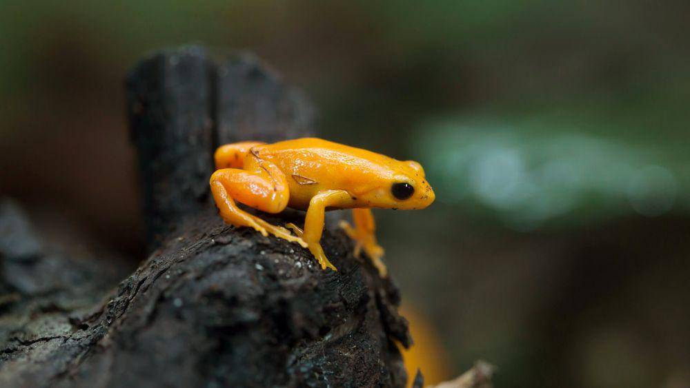 katak emas (dok. San Diego Zoo)