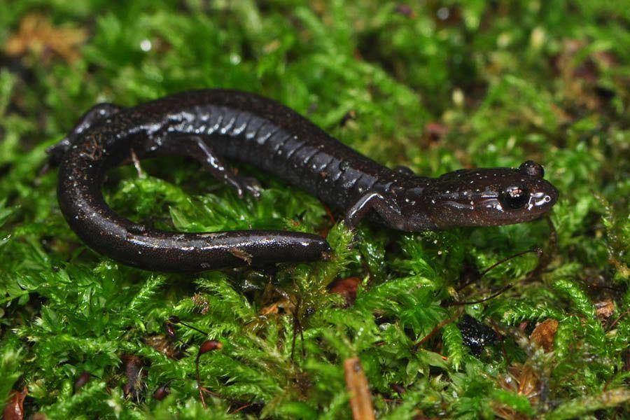 cheat mountain salamander (thehibbitts.net)