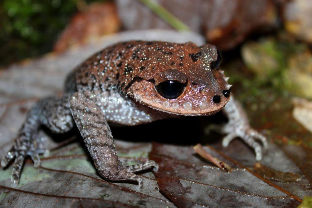 10 Spesies Hewan Amfibi Paling Unik yang Jarang Diketahui