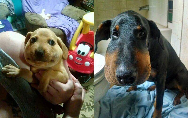 Potret Wajah Anjing Disengat Lebah (imgur.com)