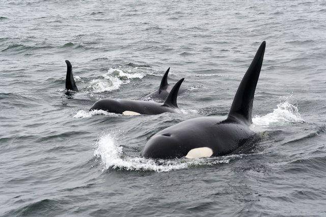 ilustrasi paus pembunuh atau orca (unsplash.com/Mike Doherty)