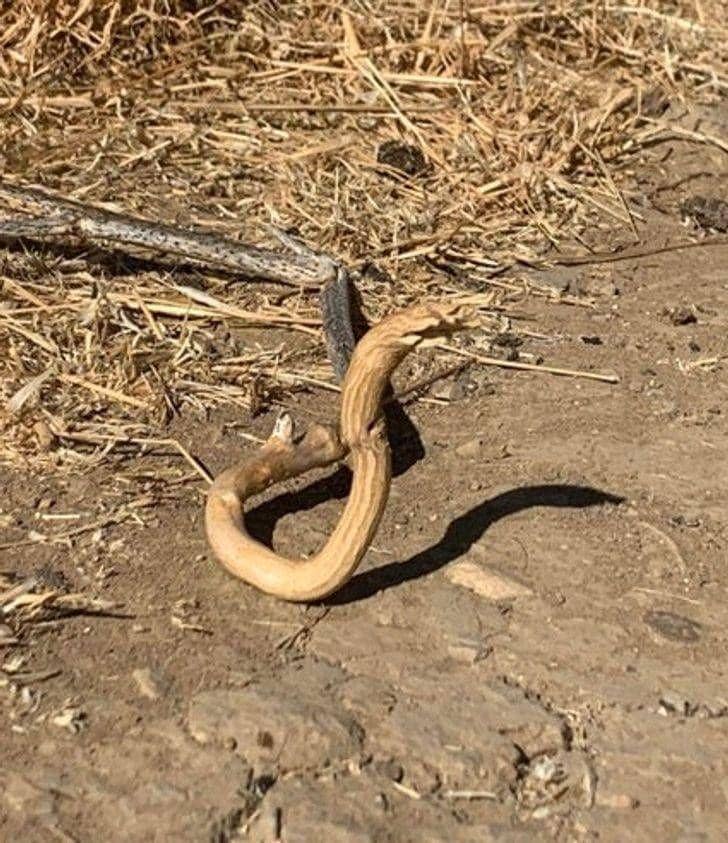 potret janggal bak ilusi optik (brightside.me)