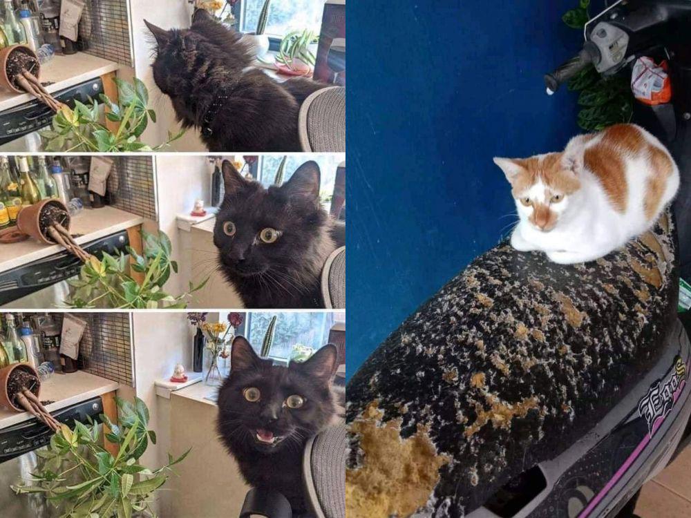 11 Tingkah Ajaib Kucing yang Bikin Sebal, tapi Kocak Parah!