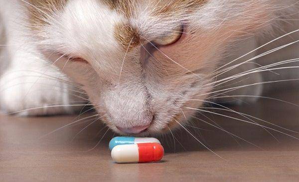 ilustrasi kucing dan obat (petsplusus.com)