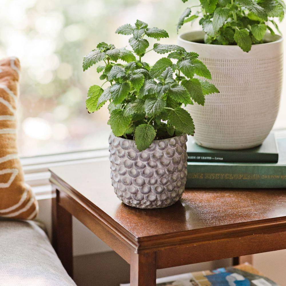 Lemon Balm (apartmenttherapy.com)