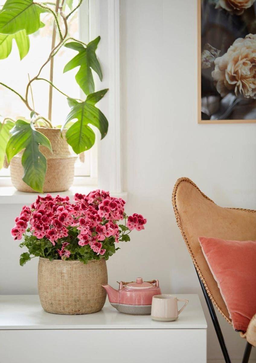 Rose Geranium (pelargoniumforeurope.com)