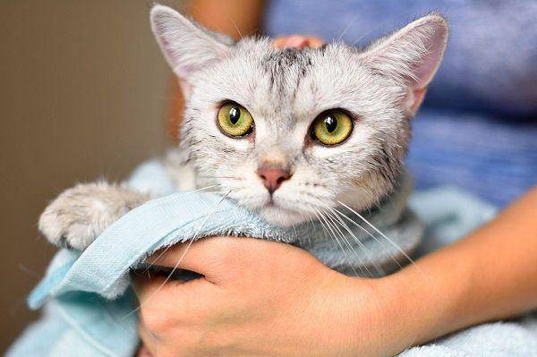 ilustrasi kucing setelah dimandikan (dailypaws.com)