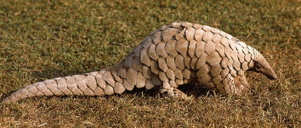 https://www.pangolinsg.org/pangolins/