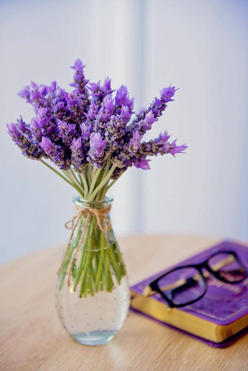 Tanaman Lavender (unsplash.com/Nicole Pearce)