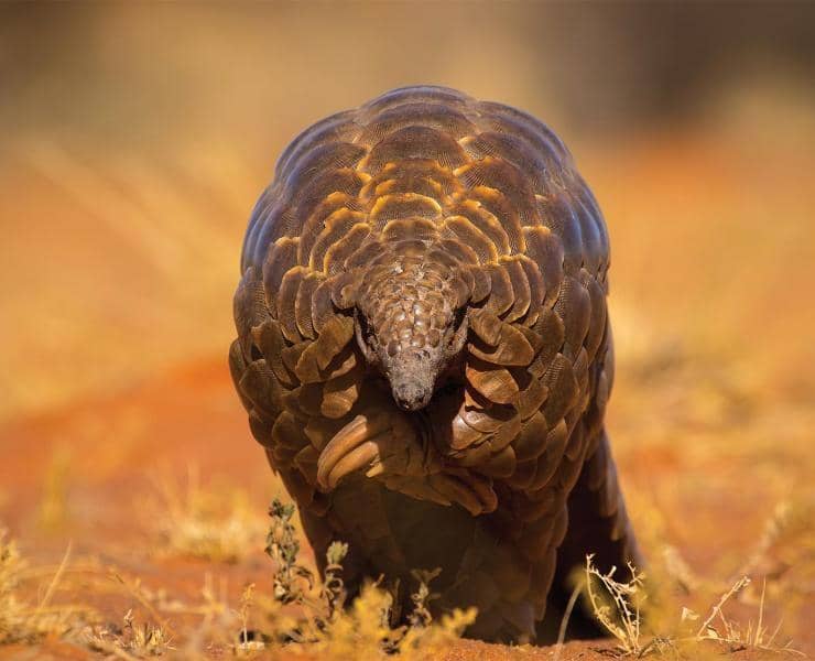 www.awf.org