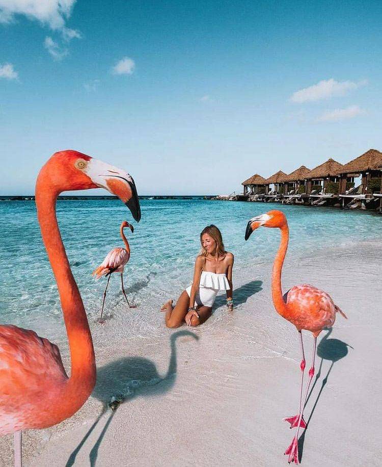 Flamingo beach (instagram.com/natural_colours)