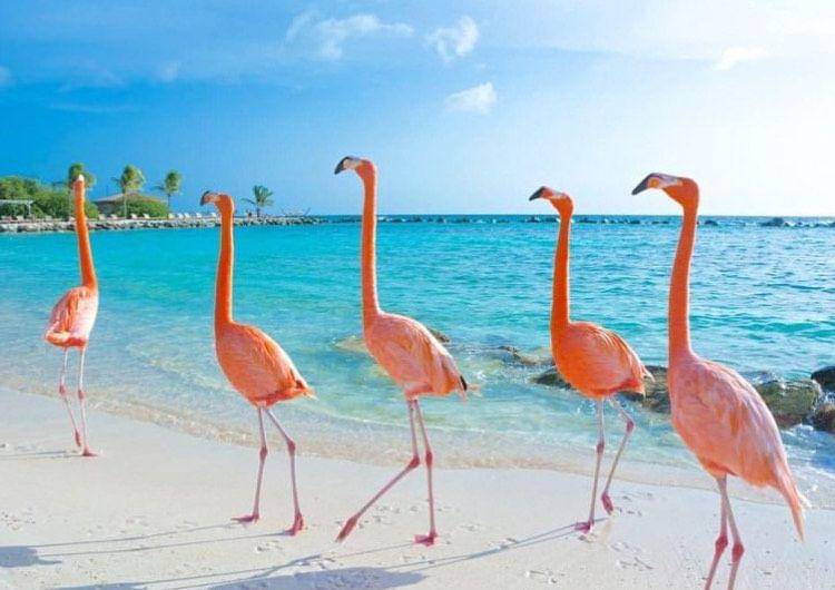 Flamingo beach (instagram.com/travelbaguk)