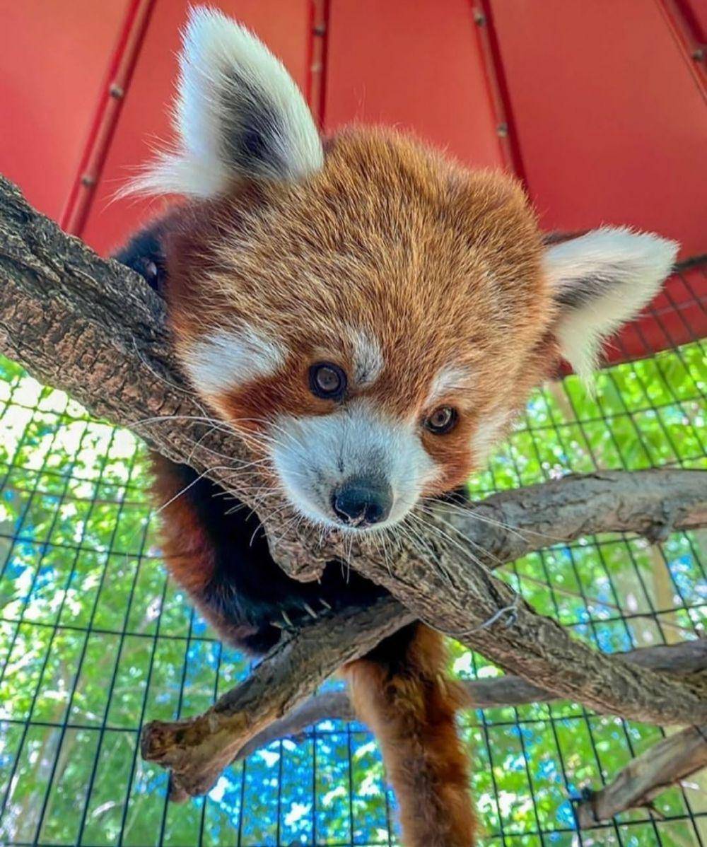 Pueblo Zoo (instagram.com/pueblozoo)