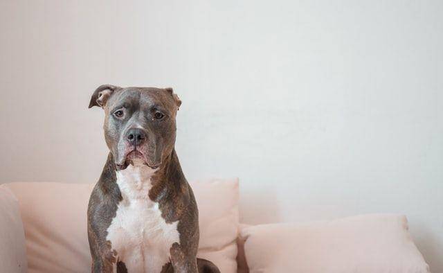 ilustrasi anjing pitbull (unsplash.com/Arttu Päivinen)